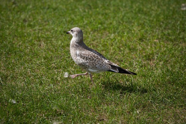 Gull walking on lawn