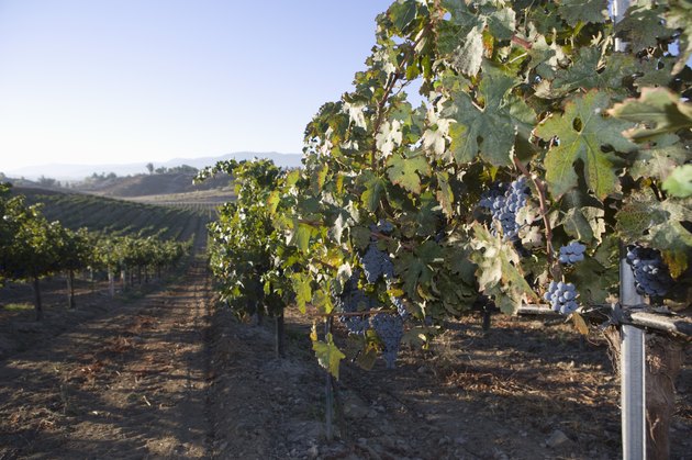 Grapes in vineyard
