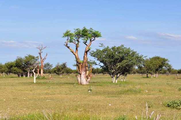 moringa tree