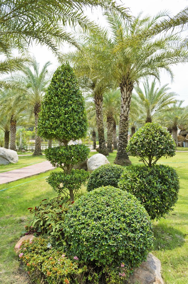 Dwarf shrubs