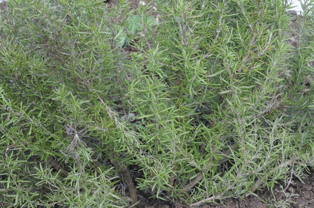 Rosemary, Okayama Prefecture, Honshu, Japan