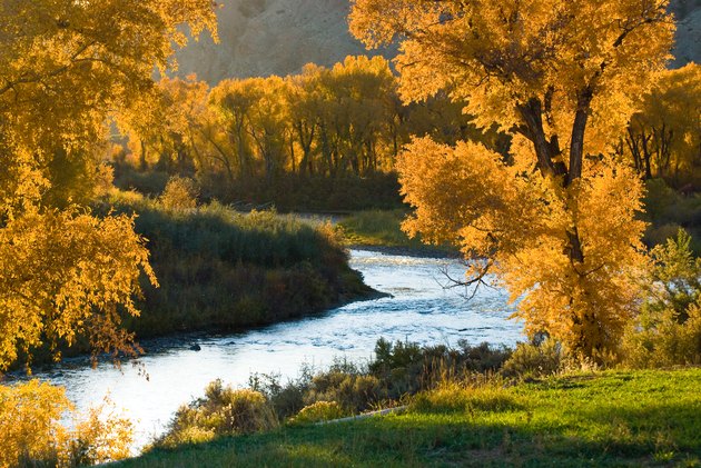 Golden Cottenwood Trees and River in Autumn