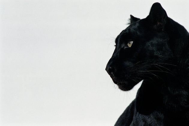 Black panther (Panthera pardus), profile