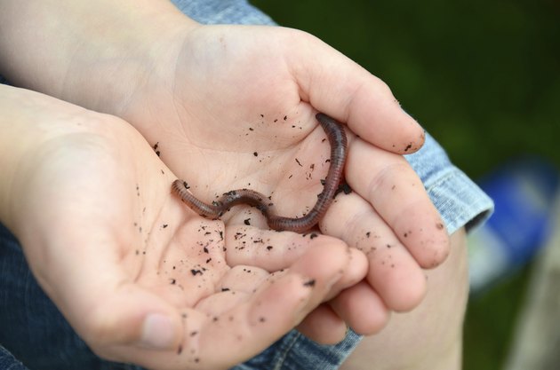 Child holding a worm in his hands