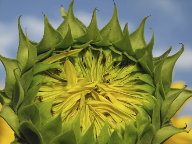 Young green sunflower on field on a sunny day