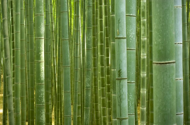Bamboo Forest