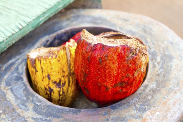 Cacao Pods Red Yellow