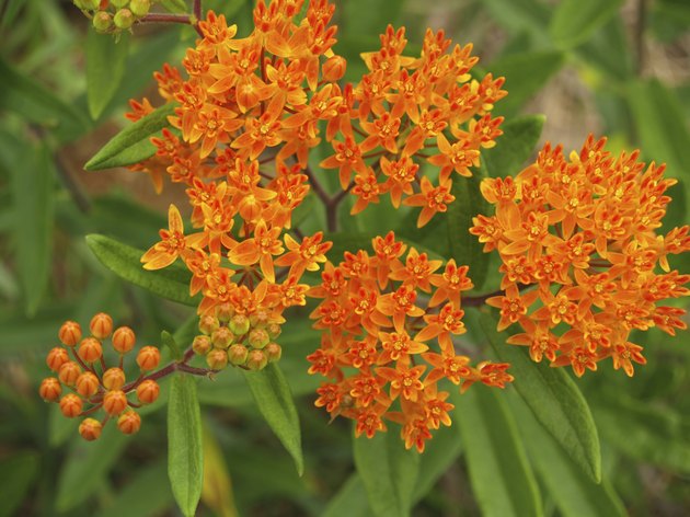 "Flowers": Orange Milkweed or Butterfly Weed from above; North Carolina