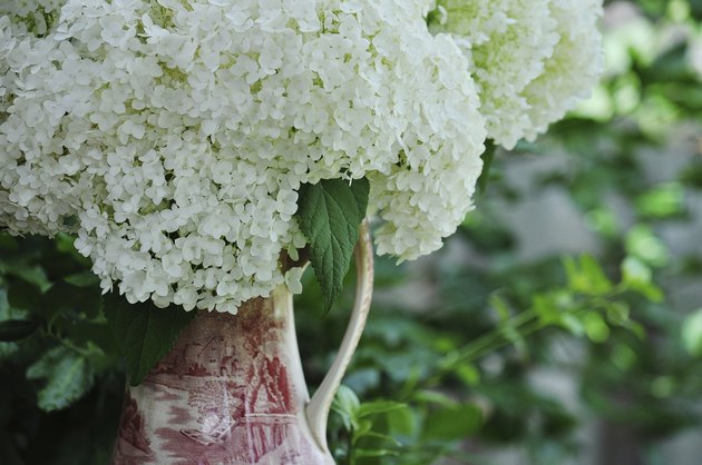 Vintage Pitcher - Annabelle Hydrangea