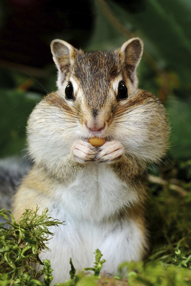 Chipmunk in forest