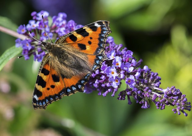 Small Tortoiseshell Butterfly
