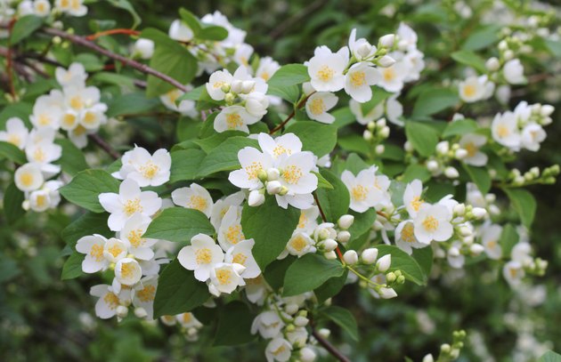 Mock orange