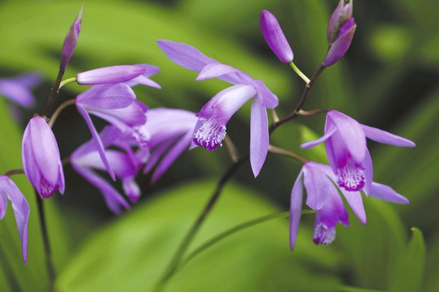 Chinese Ground Orchid