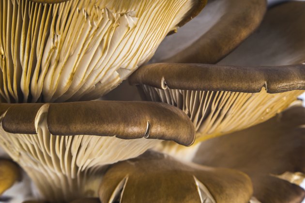 Delicious Pleurotus Agaricales Mushrooms