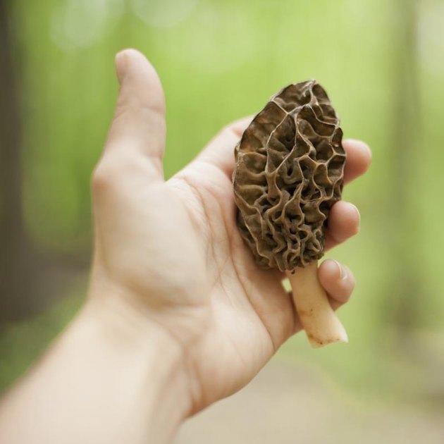 A hand holding a large morel mushroom. Shot with shallow depth of field.