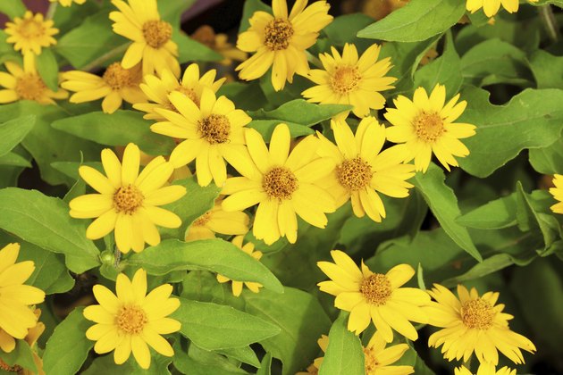 Little yellow star flower.