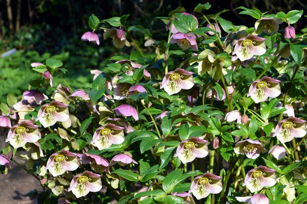 Lenten rose