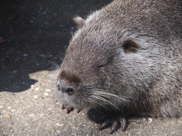 nutria