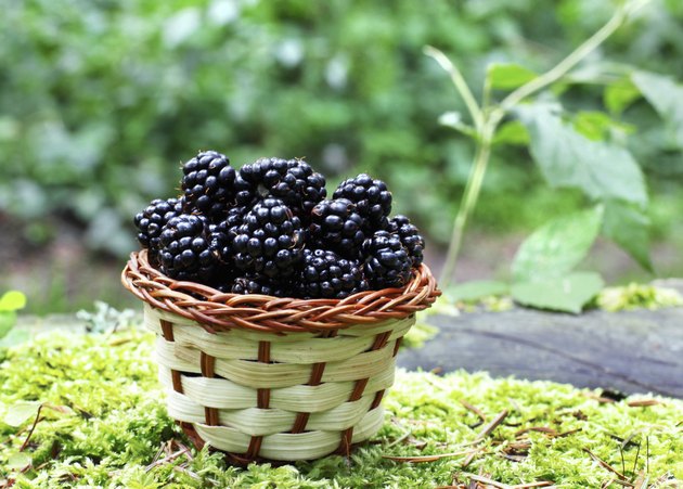 blackberry