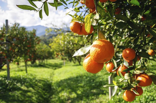 Orange tree