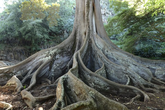 Giant Roots