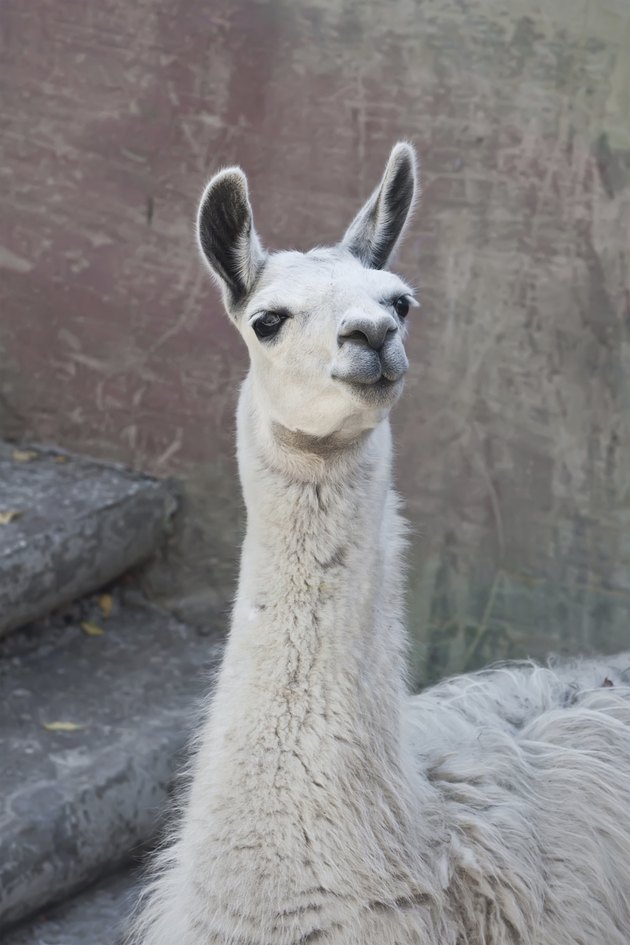 Llama