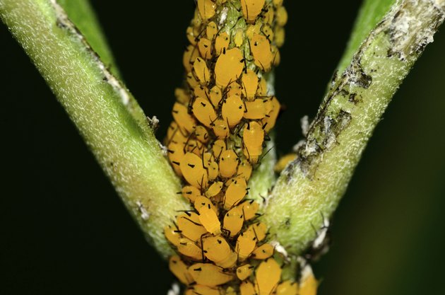 Orange oil kills aphids when applied heavily enough to cover the plants they infest.
