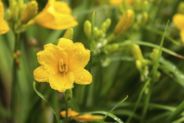 Yellow Stella de Oro Daylily