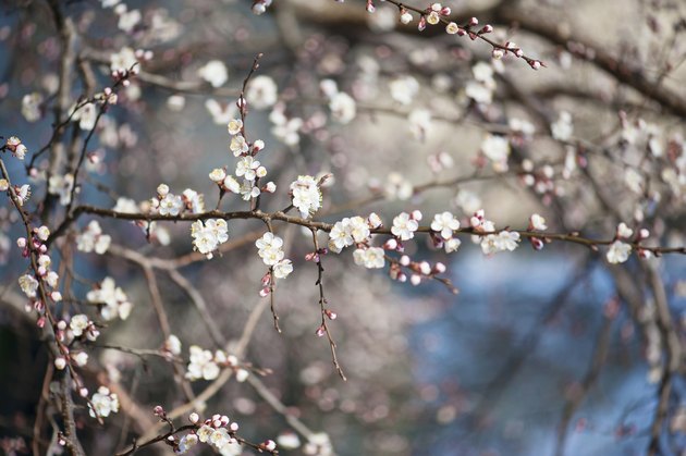Apricot tree flower