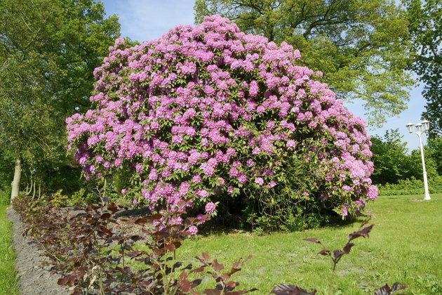 Huge Pink Rhododendron
