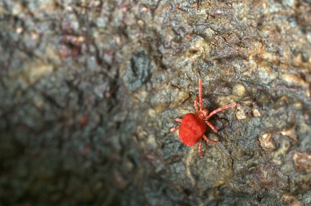 Velvet Mite