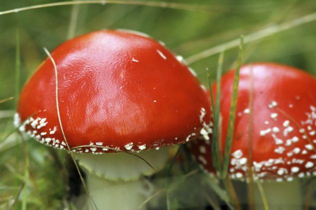 fly agaric closeup