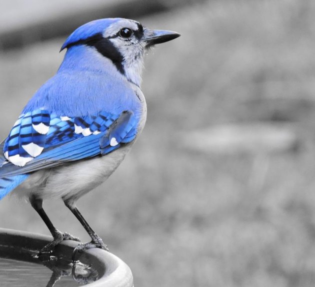 A nice shot of a thoughtful-looking bird.
