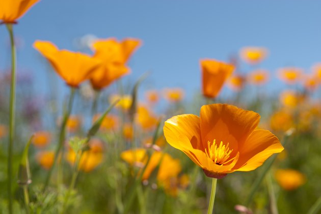 Beautiful California Golden Poppies, California’s state flower (Eschscholzia californica), on a sunny spring day.