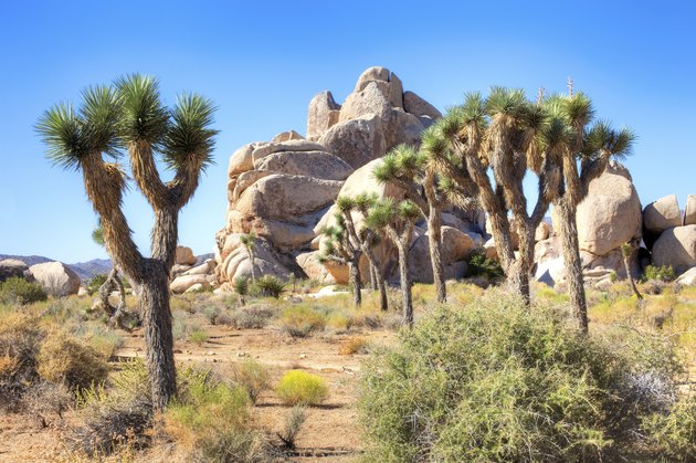 Joshua Trees