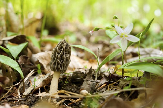 solitary morel mushroom