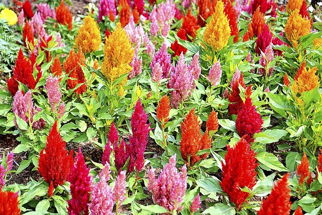 Celosia Cristata flower