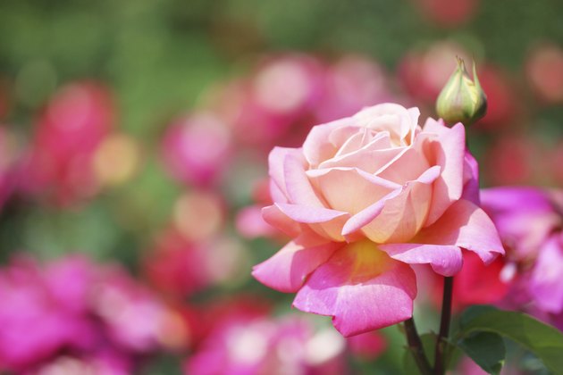 garden rose