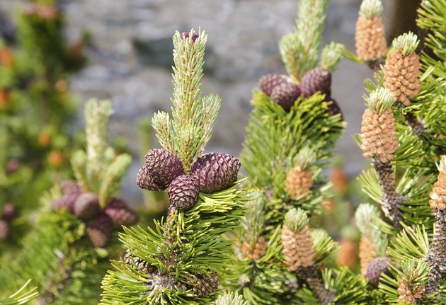 mugo pine