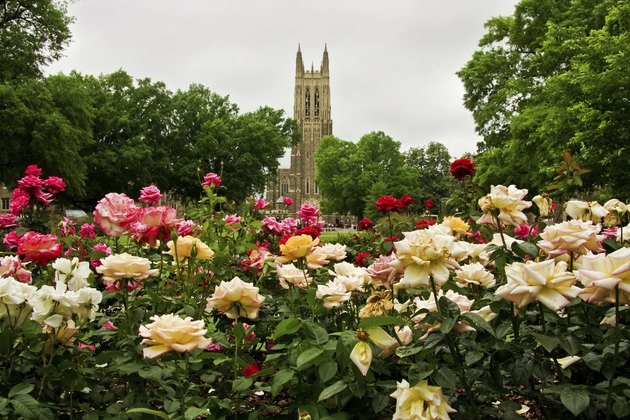 Duke Chapel in Durham, North Carolina, with rose garden in foreground