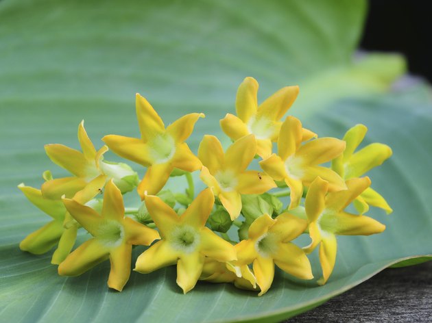 Cowslip Creeper (Telosma minor Craib).