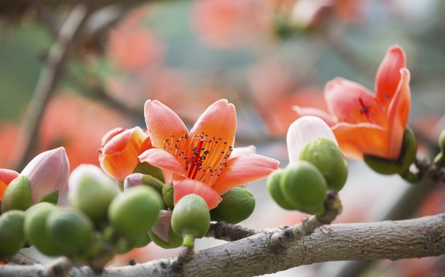 Silk Cotton Flowers