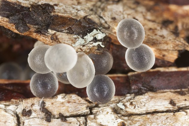 Earthworm eggs, extreme close up with high magnification