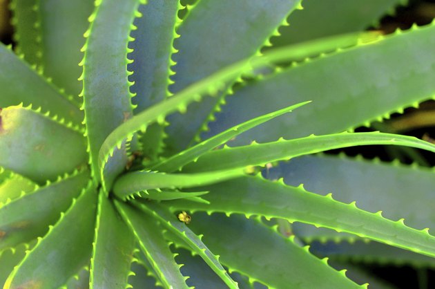 Aloe Succulent Plant