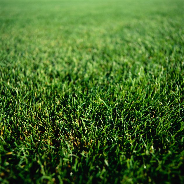 Grass, full frame