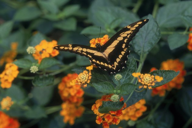 Butterfly on lantana flowers