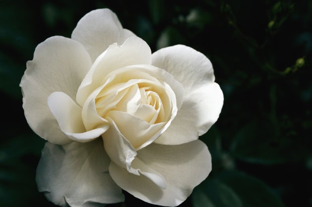 White rose, close-up, overhead view