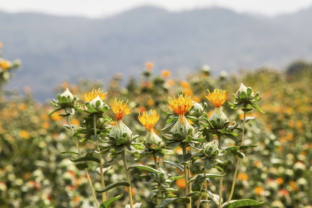 safflower