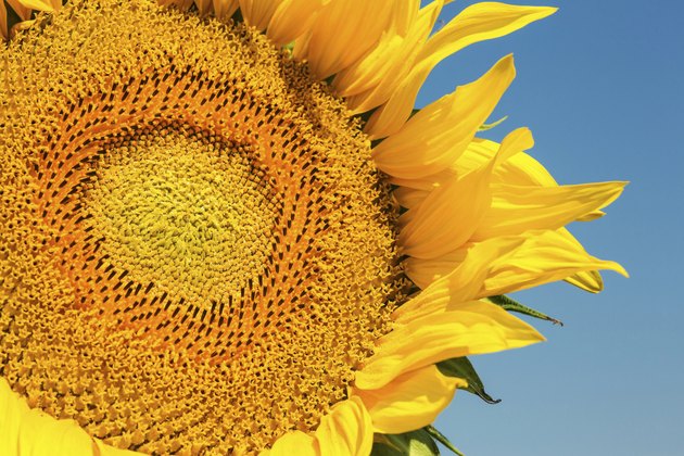 Sunflower Close Up