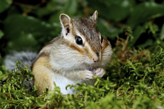 Chipmunk in forest